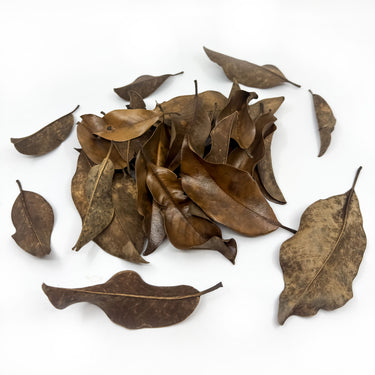 Magnolia Isopod Leaf Litter